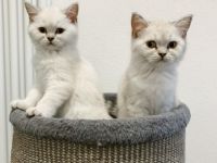 Hallo an alle Katzenliebhaber, wir zwei Schwestern und