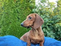 Wir bieten einen Standard-Glatthaar-Dacke mit