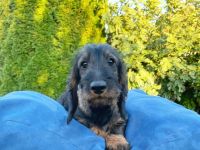 Wir bieten einen reinrassigen Dackelwelpen zum Verkauf