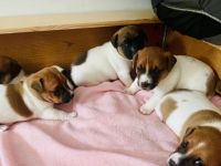 Süße Jack Russell Welpen Klein bleibend , kurzbeinig