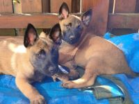 Sehr schön reinrassige Malinois-Welpen