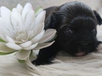 Meine kleine Giselle hat zwei ganz niedliche,