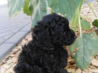 Der Pudelzwinger vom Haus der kleinen Locken, hat