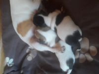 2 superliebe Maedchen suchen neues Zuhause. Sind immer