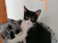 Hallo wir haben 4 Kitten die am 19.05.22 geboren sind.