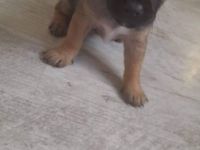 Hallo ich verkaufen meine kleine Welpen Nur ins gute