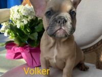 Unsere Traumbullys von der Harth suchen ihre