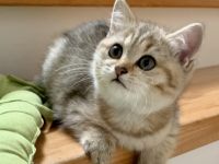 Wunderschönes BKH Kätzchen, Gold, dreifarbig, 11 Wo.