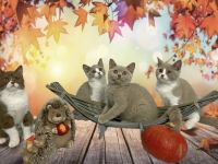 nser bezaubernde C-Wurf mit dem Motto "Herr der Ringe"