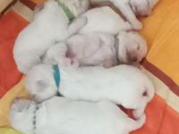 Bichon frise Welpen reinrassig