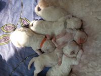 Unsere Hündin hat am 24.09.2022 3 Mädchen und 3 Jungs