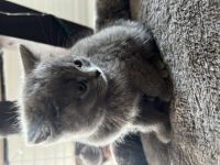 Unsere Milou Hauskatze (BKH Bluepoint) hat wunderschöne