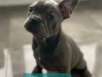 Am 22.07 hat unsere Amy, 7 tolle gesunde Babys bekommen