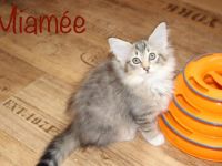 Unser Wurf reinrassiger Norwegischer Waldkatzen