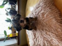 Verkaufe hier 6 wunderschöne kleine Yorkshire Terrier