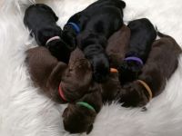 Unsere wunderschöne und liebenswerte Labernese Hündin