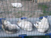 Liebe Tierfreunde, Wir haben schöne REINRASSIGE Alaska