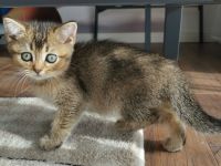 Unsere wunderschöne BKH-Dame, hat am 03.08.2022 ihre