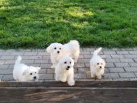 Meine Hündin Lola hat 5 gesunde Malteser Weibchen zur