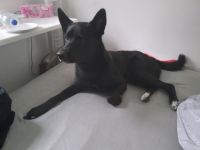 Balu, Labrador Retriever/Akita Inu, Mischling