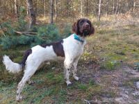 Leo urodził się 25.03.2022 roku. Jest psem dobrze