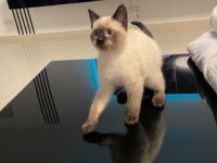 Unsere Maxim sucht ein neues liebevolles Zuhause und