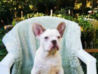 Französische Bulldoggen Welpen mit PINK ISABELLA UND