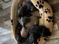 6 traumhafte Welpen suchen (grundsozialisiert) neue