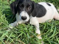 Levin möchte die Welt entdecken Rüde, geb. ca. 05/2022,