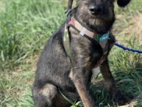 Hundebub Larry Rüde, geb. ca. 05/2022, vermutlich groß