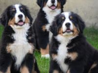 2 Rüde, 1 Hündin Welpen zu verkaufen. Der Wurf ist am