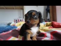 4 Süße Mischlingswelpen im Alter von 8 Wochen zu