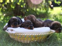 Bei uns sind am 15.09.2022 vier süße