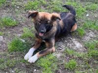 SOS für Fidelia geb. ca. 10/2021, ca. 40 cm, kastriert,