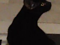 Verkaufe hier unsere Katze,da sie sich mit den anderen