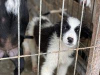 SOS für Lenny, er ist im Shelter Rüde, geb. ca. 05/2022