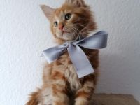 Unsere Maine Coon Dame Bonnie hat am 02.08.2022 diese 5