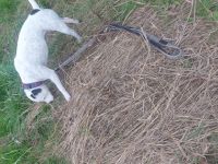 Mulle, Hallo ich bin am 30.03.2021 geboren ich liebe