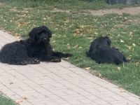 Wir verkaufen Riesenschnauzer-Welpen. Es sind 1 Junge