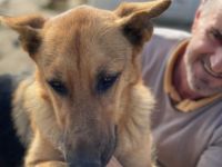 SOS für die wundervolle sanfte Anka geb. ca. 2019/2018,