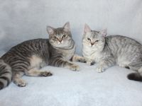 2 BKH Junge Kätzchen Kater Kitten Britisch Kurzhaar aus