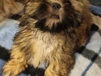 Nico und Nele suchen noch ein Zuhause. Die Welpen sind