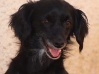 Die kleine Nini ist ca 4-5 Jahre alt, gut 35 cm „gross“