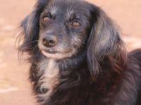 Die kleine Nana ist ca 6 Jahre alt, gut 35 cm „gross“,