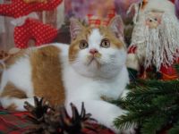 Ein süßer BKH Herzbube Namens Oskar , in einem rot