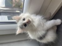 ** noch 4 Kitten zu verkaufen ** Geboren sind sie am: