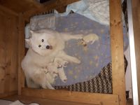 Wir leben mit unseren Samojeden schon seit über 10