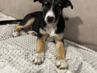 Hundekind Rita sucht liebevolle Familie   geb. ca. 07