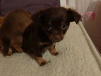 sie sind 7 Wochen alt geimpft, gechipt sind auch .