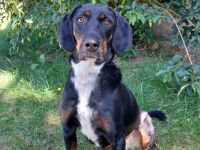 Jolene - Sportskanone sucht liebevolles Zuhause🏡